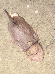 Ledromorpha planirostris