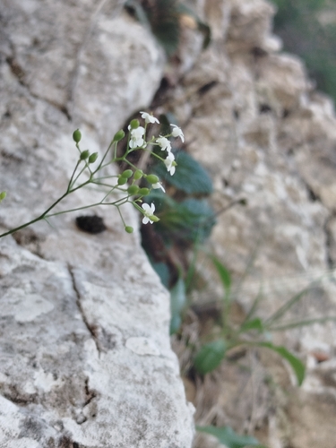Rock kernera