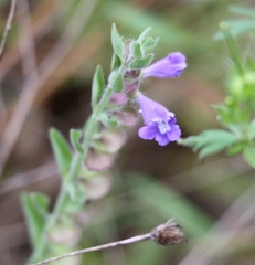 Scutellaria drummondii