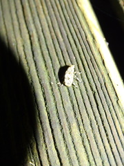 Euparius