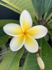 Plumeria obtusa