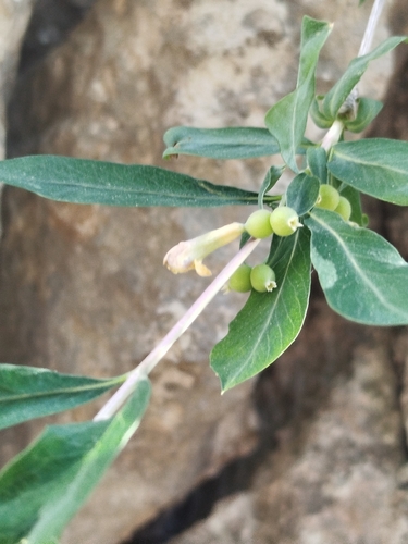 Lonicera pyrenaica