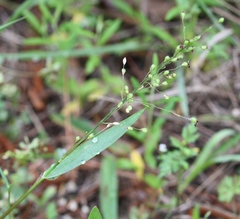 Dichanthelium scribnerianum