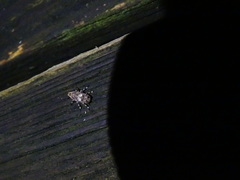 Euparius