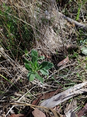 Scaevola albida