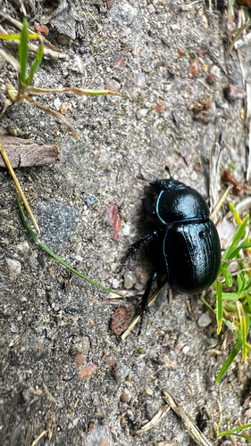 Woodland Dor Beetle