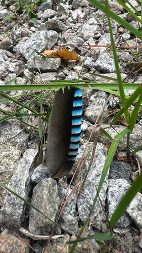 Eurasian Jay