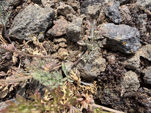 Lomatium watsonii, 2026-07-01