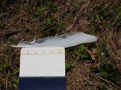 Plume de Grande Aigrette