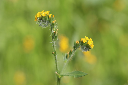Amsinckia calycina, photograph 1