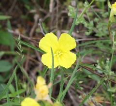 Oenothera berlandieri