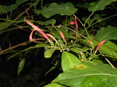 Justicia brasiliana