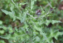 Cirsium texanum