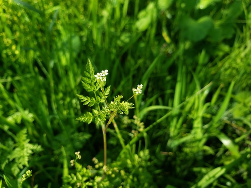 Anthriscus caucalis, photograph 2