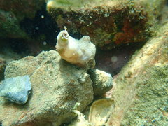 Styelidae