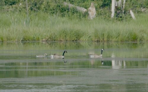 Canada Goose