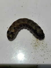 Lepidoptera