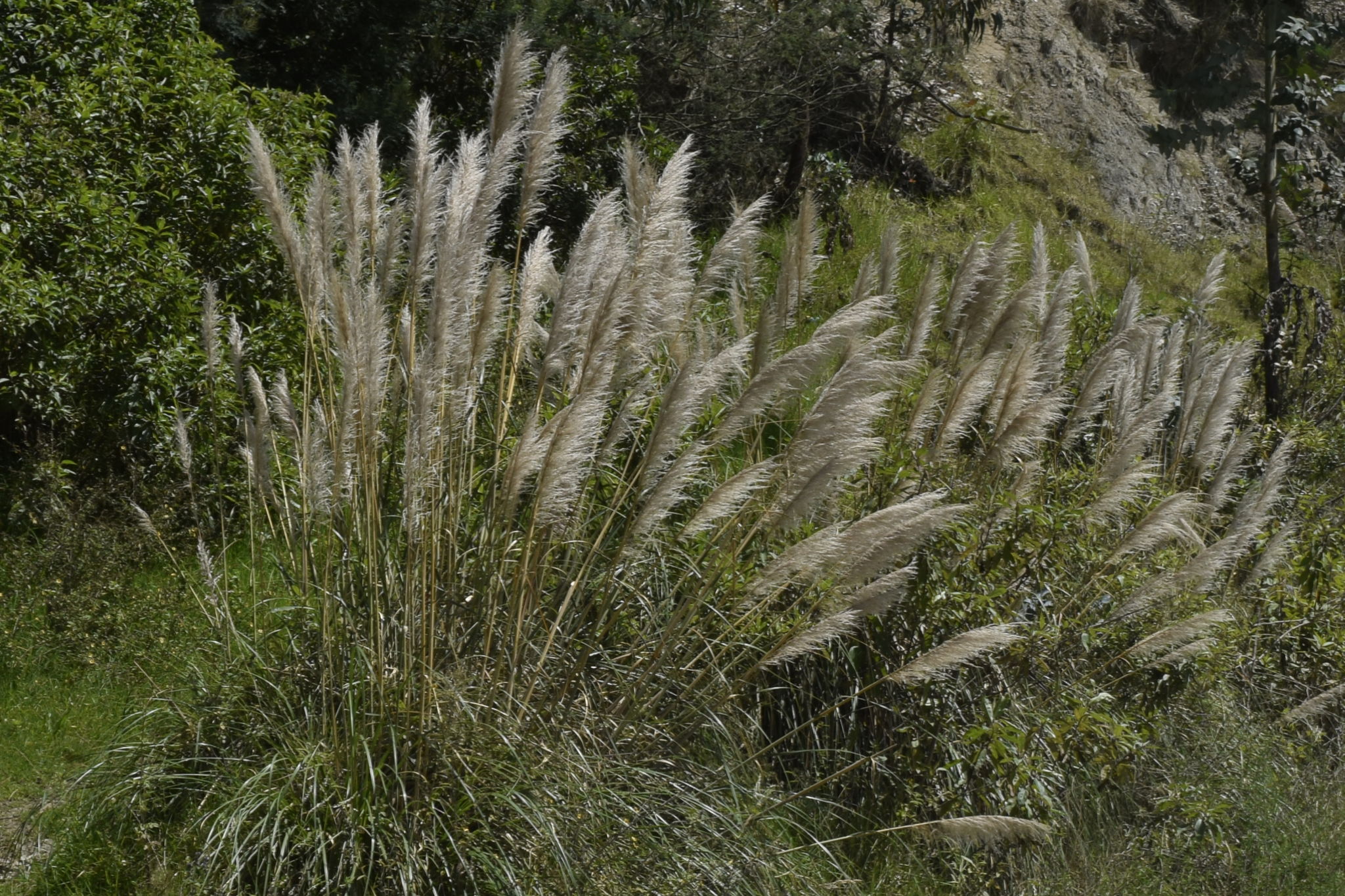 Cortaderia image