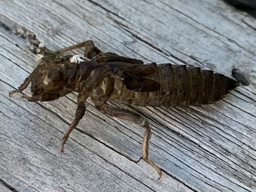 iNaturalist observation photo of Dragonflies