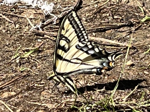 iNaturalist observation photo of Common Swallowtails