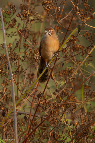 iNaturalist image
