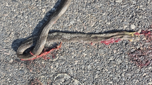 Aesculapian Snake