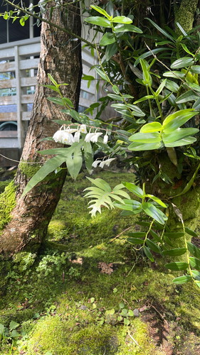 Dendrobium observed 2026-07-02