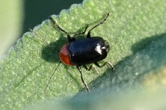 Cryptocephalus sanguinicollis