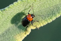 Cryptocephalus sanguinicollis