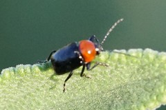 Cryptocephalus sanguinicollis