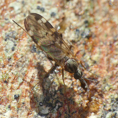 Sylvicola alternatus