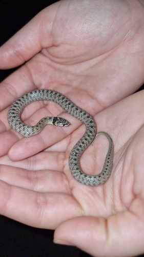 Iberian False Smooth Snake