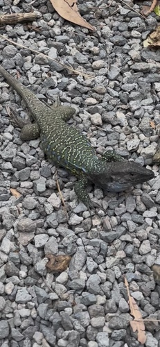 Tenerife Lizard