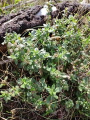 Scaevola albida