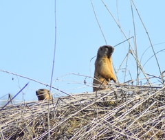 Marmota kastschenkoi