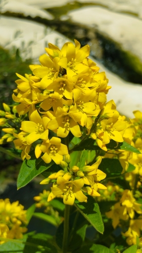 Yellow Loosestrife