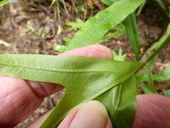 Darlingia darlingiana, photograph (c) Steve Fitzgerald, some rights reserved (CC BY-SA)