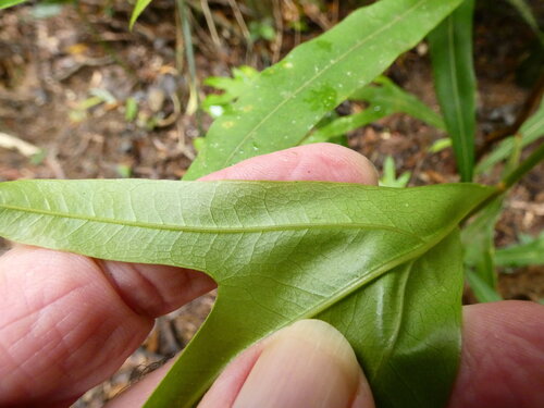 Darlingia darlingiana
