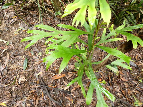Darlingia darlingiana, photograph 2