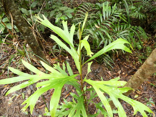 Darlingia darlingiana, photograph 3