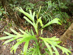 Darlingia darlingiana, photograph (c) Steve Fitzgerald, some rights reserved (CC BY-SA)