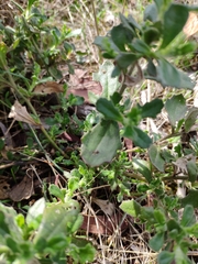 Scaevola albida