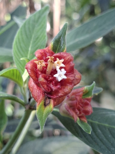 Palicourea ruelliifolia