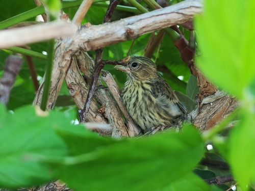 European Serin