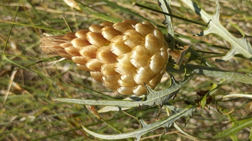 pinecone thistle