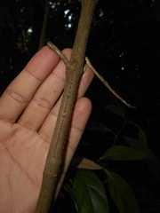Justicia brasiliana