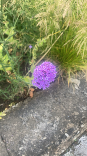 purpletop vervain