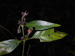 Justicia brasiliana