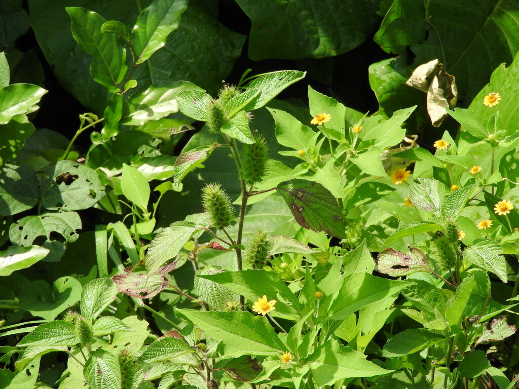 Acalypha arvensis; photograph (c) Alexis López Hernández, some rights reserved (CC BY)