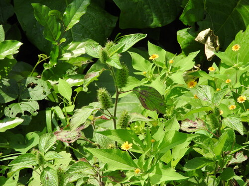 Acalypha arvensis